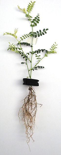File:Root rot in cicer arietinum (hydro-grown).jpg