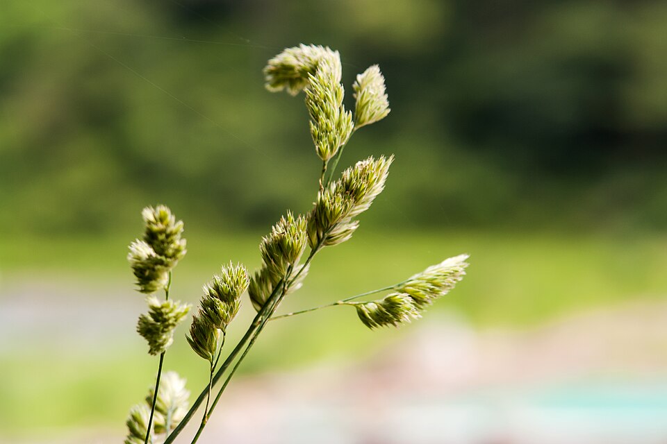 File:Dactylis glomerata - orchard grass.jpg