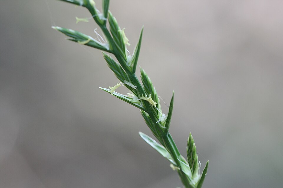 File:Lolium perenne L. (Perennial Ryegrass) - cultivated 4.jpg