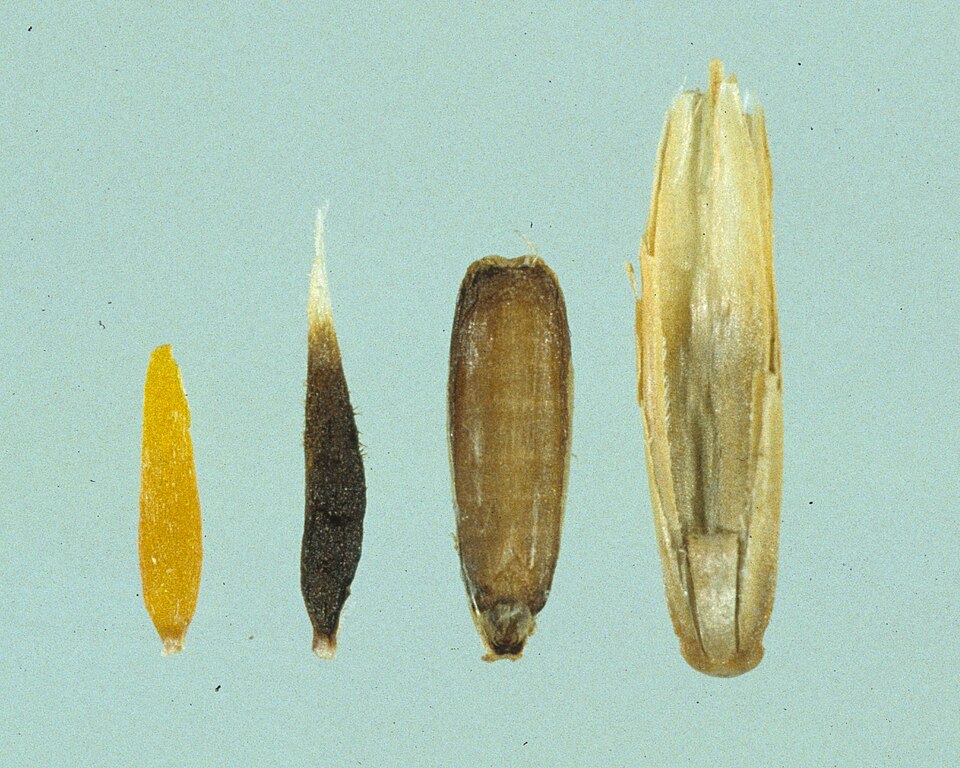 File:Lolium rigidum seed and galls.jpg
