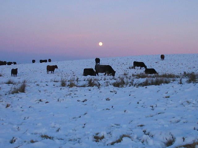 File:Winter grazing - geograph.org.uk - 20001.jpg